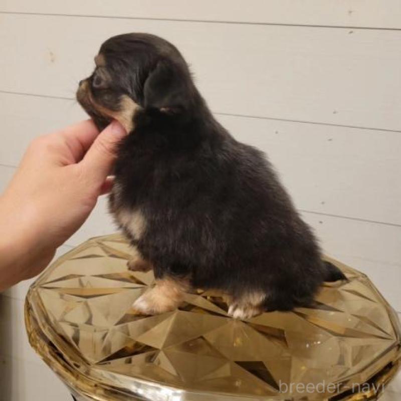 販売中の滋賀県のチワワ(ロングコート)-436636の3枚目