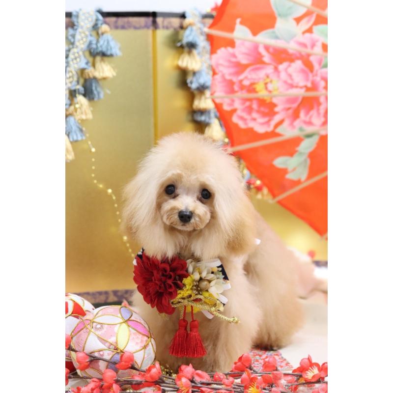 販売中の東京都のティーカッププードル-436639