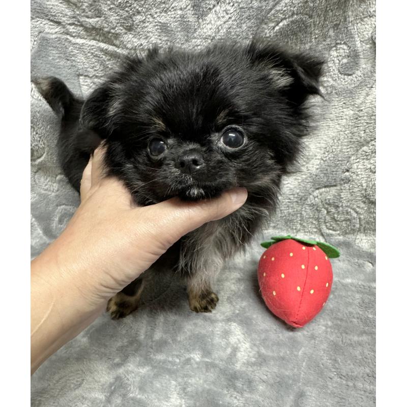 成約済の福島県のチワワ(ロングコート)-426421の2枚目