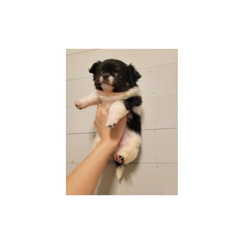 販売中の滋賀県のチワワ(ロングコート)-436638の4枚目