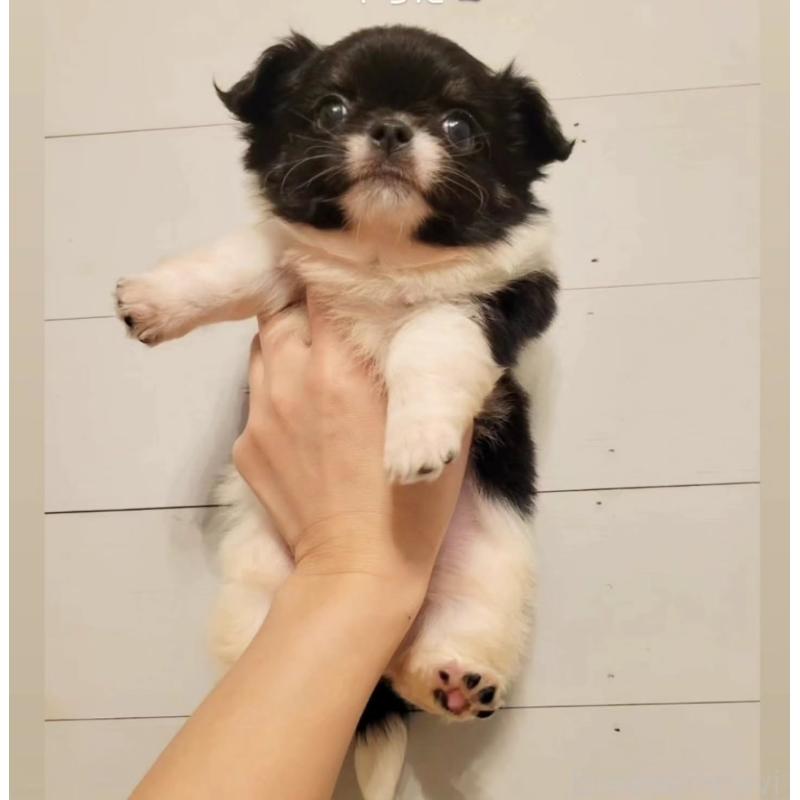 販売中の滋賀県のチワワ(ロングコート)-436638の2枚目