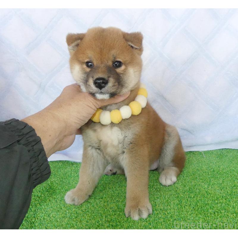 販売中の静岡県の柴犬-436644の9枚目