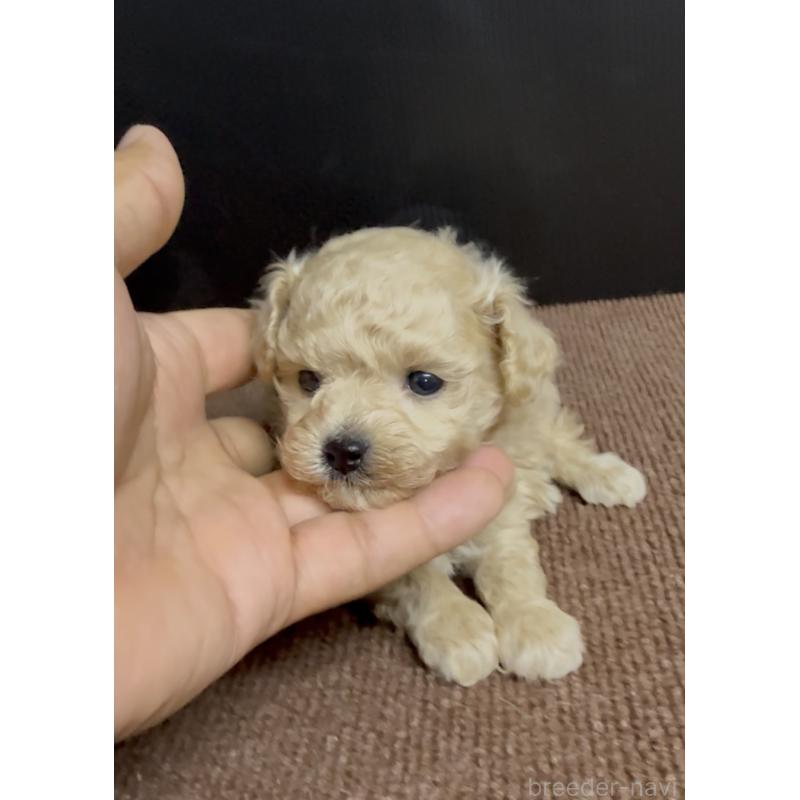 販売中の福岡県のティーカッププードル-436641の2枚目