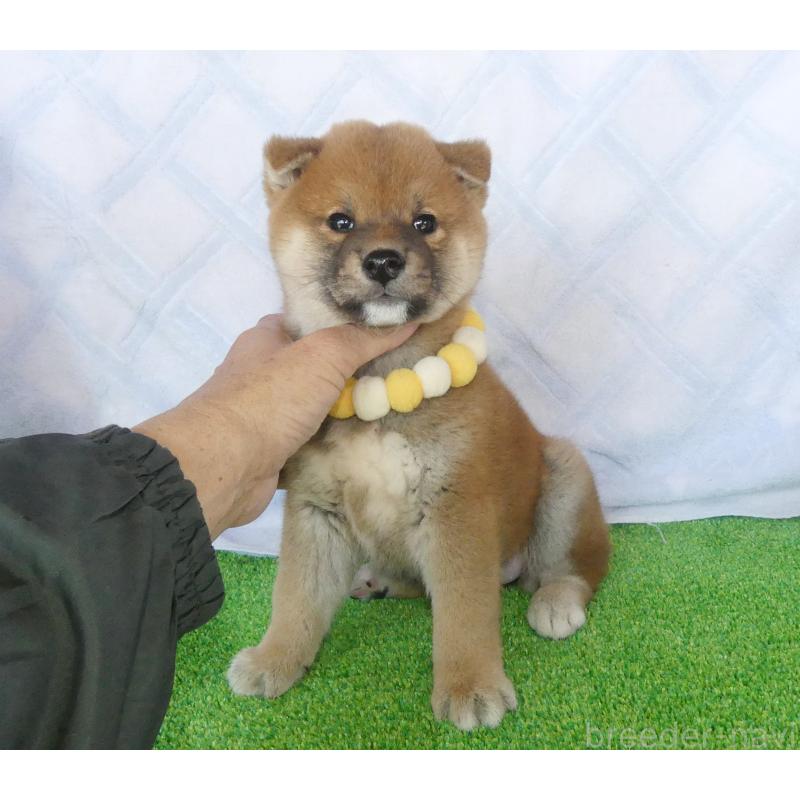 販売中の静岡県の柴犬-436644の8枚目