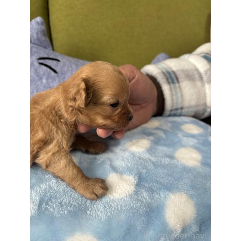 成約済の福岡県のミックス犬-435291の15枚目