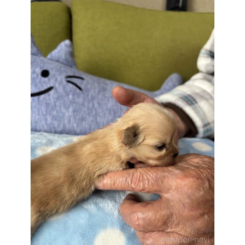 成約済の福岡県のミックス犬-435292の17枚目