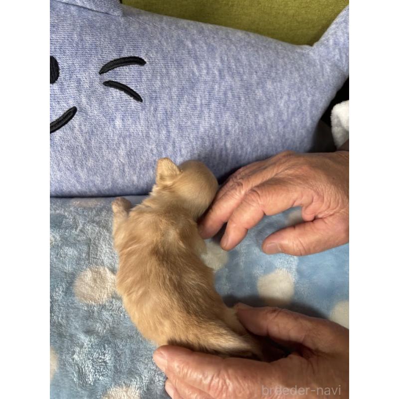 成約済の福岡県のミックス犬-435292の16枚目