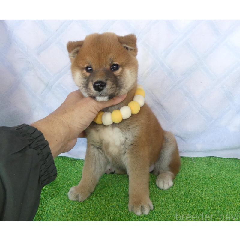 販売中の静岡県の柴犬-436644の7枚目