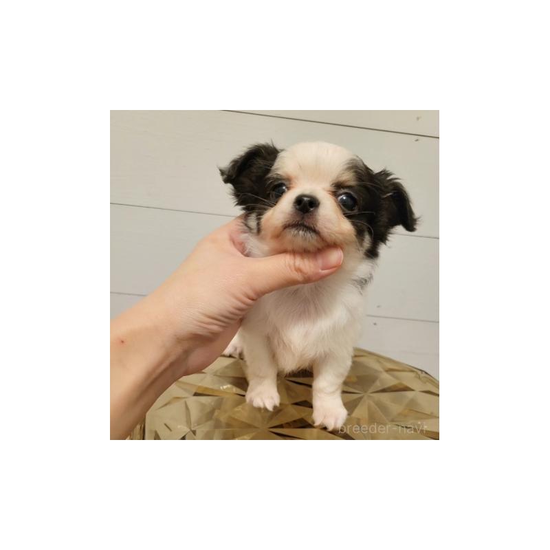 販売中の滋賀県のチワワ(ロングコート)-436642の4枚目