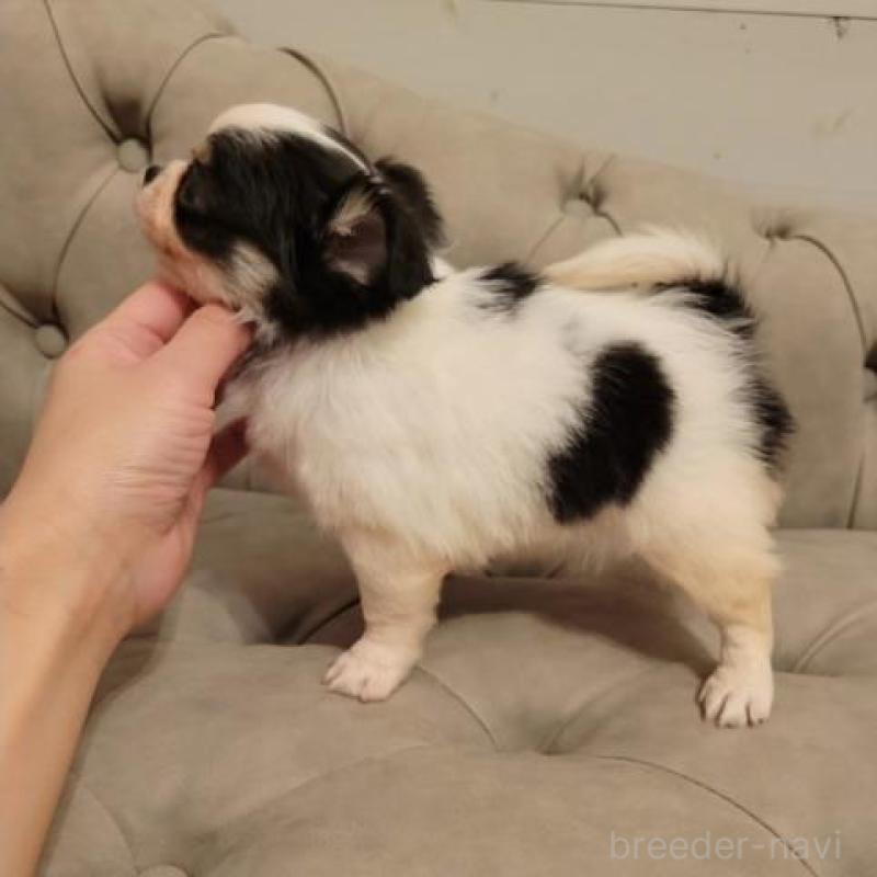 販売中の滋賀県のチワワ(ロングコート)-436642の5枚目