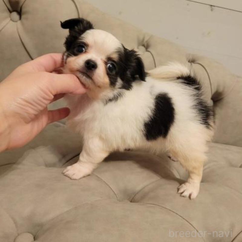 販売中の滋賀県のチワワ(ロングコート)-436642の3枚目