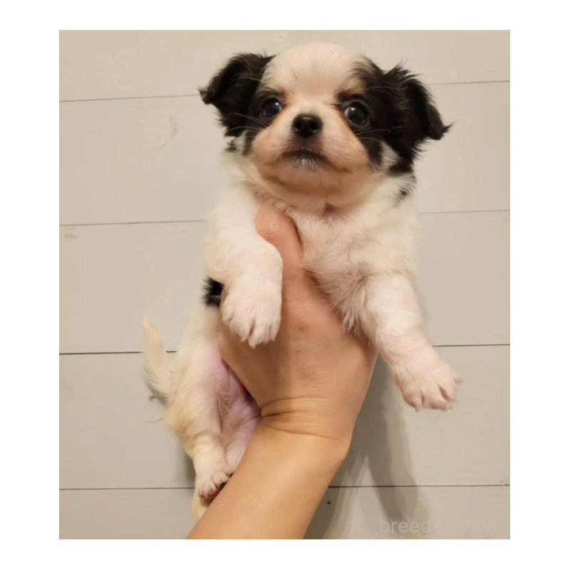 販売中の滋賀県のチワワ(ロングコート)-436642の2枚目