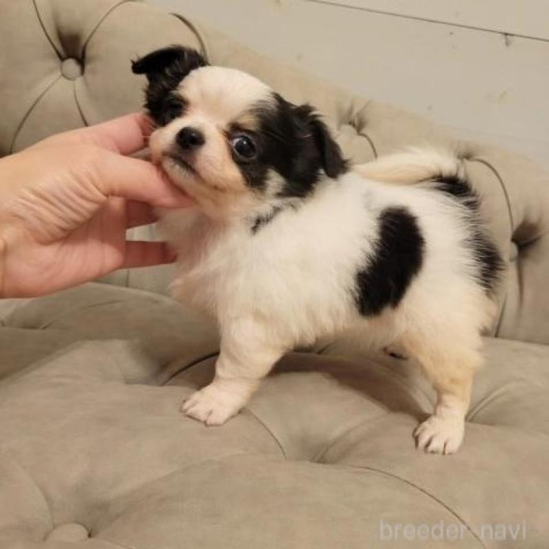 販売中の滋賀県のチワワ(ロングコート)-436642