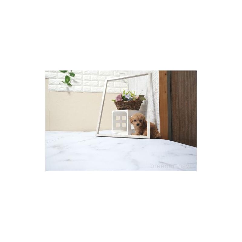 販売中の滋賀県のタイニープードル-436643の5枚目