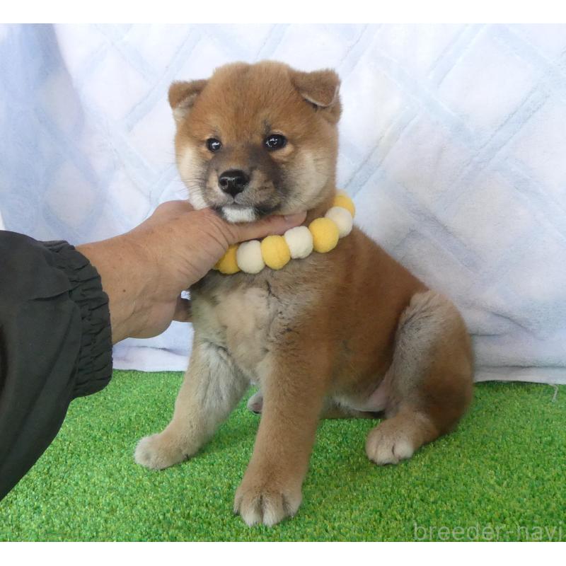 販売中の静岡県の柴犬-436644の6枚目