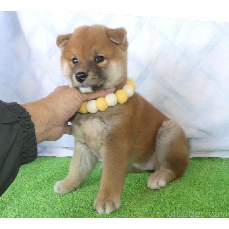 販売中の静岡県の柴犬-436644の5枚目