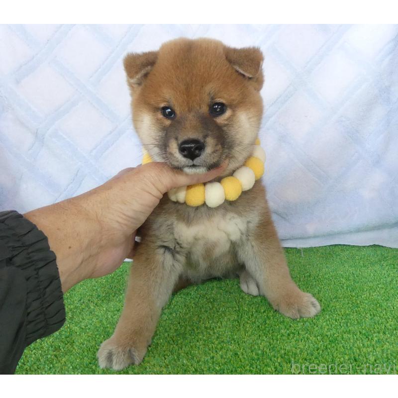 販売中の静岡県の柴犬-436644の4枚目