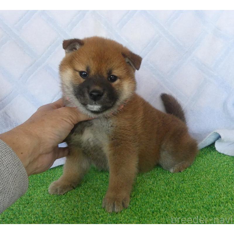 販売中の静岡県の柴犬-436646の8枚目