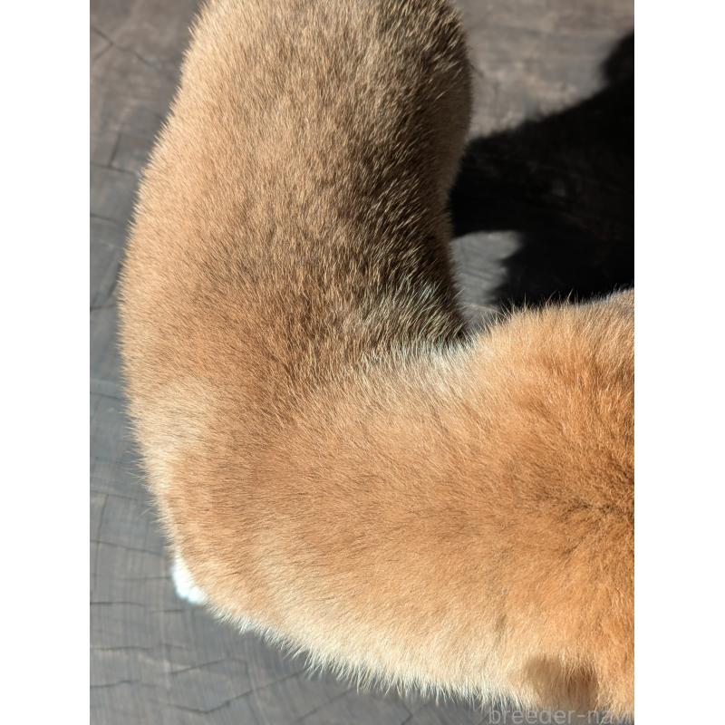 販売中の鹿児島県の豆柴-428469の5枚目