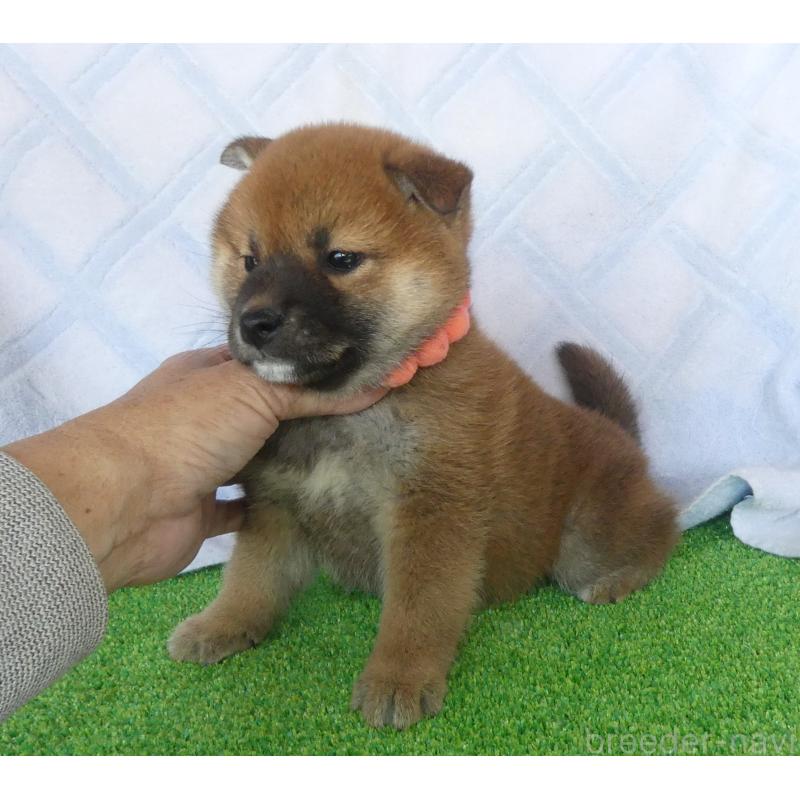 販売中の静岡県の柴犬-436646の4枚目