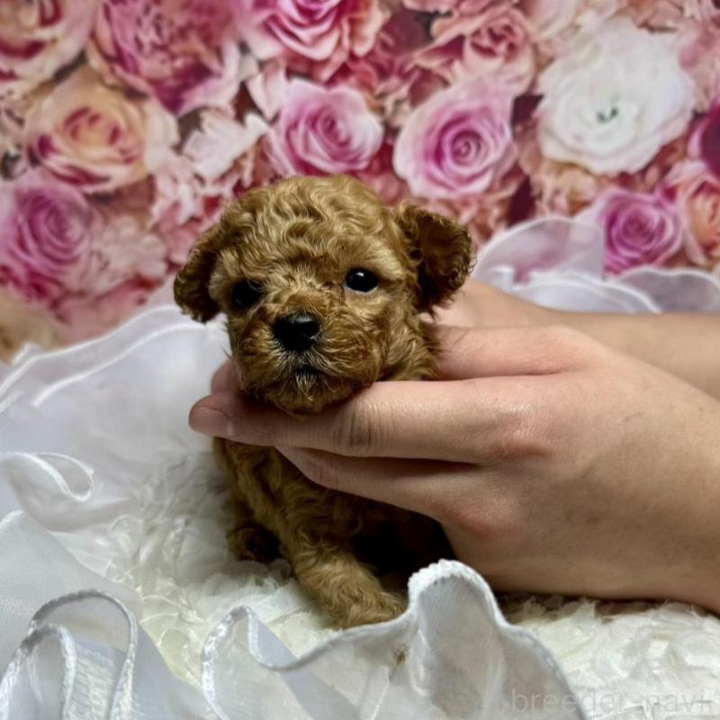 販売中の広島県のトイプードル-436645の5枚目