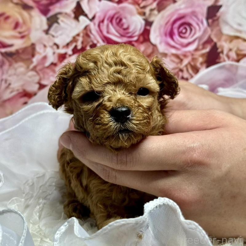 販売中の広島県のトイプードル-436645の4枚目