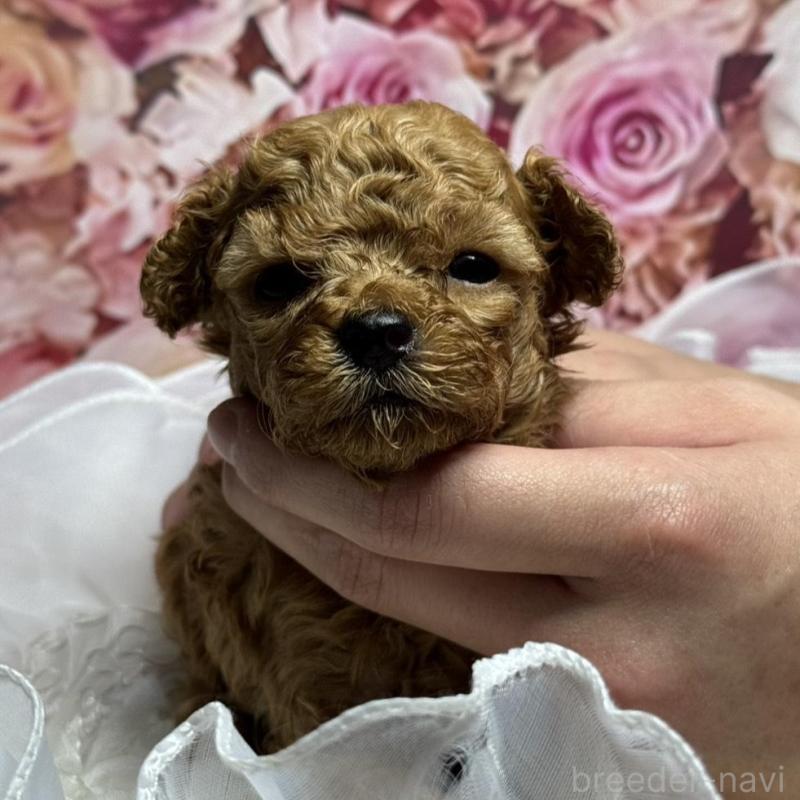 販売中の広島県のトイプードル-436645の1枚目