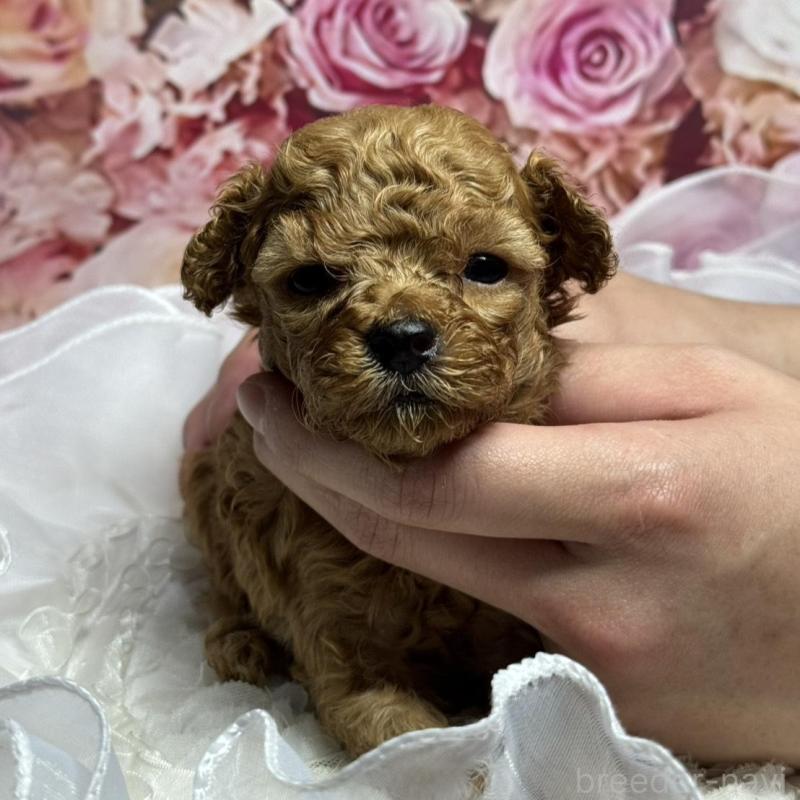 販売中の広島県のトイプードル-436645の3枚目