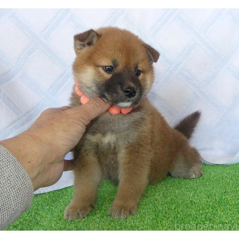 販売中の静岡県の柴犬-436646の3枚目