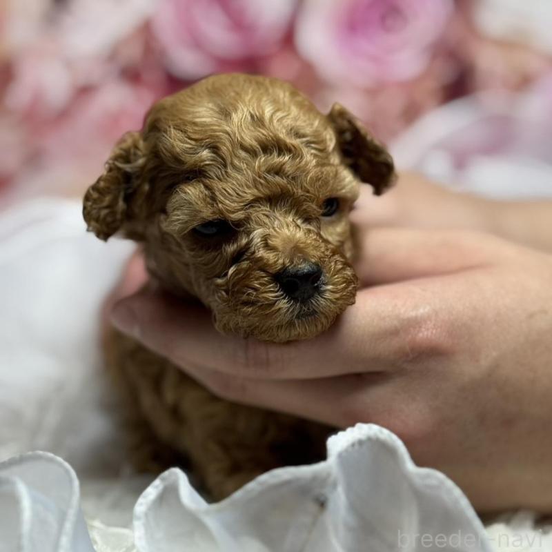 販売中の広島県のトイプードル-436645の2枚目