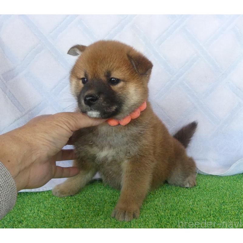 販売中の静岡県の柴犬-436646の2枚目