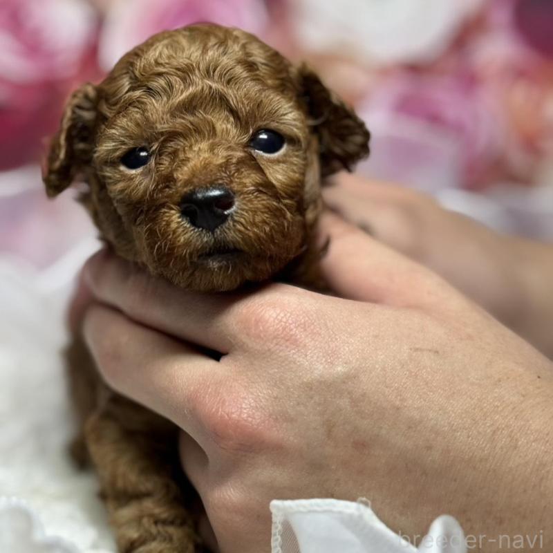 販売中の広島県のトイプードル-436647