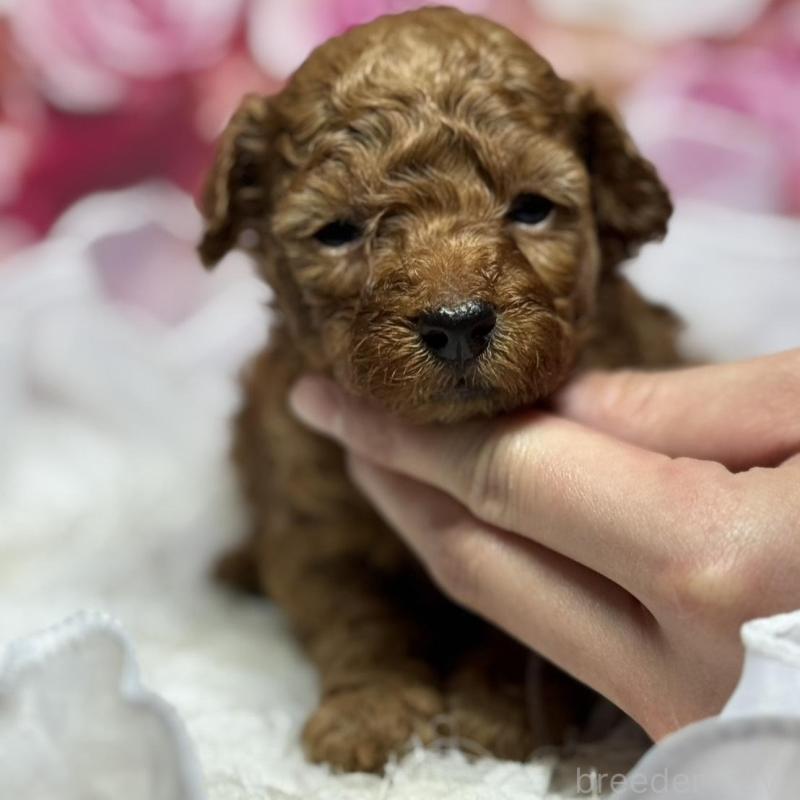 販売中の広島県のトイプードル-436647の3枚目