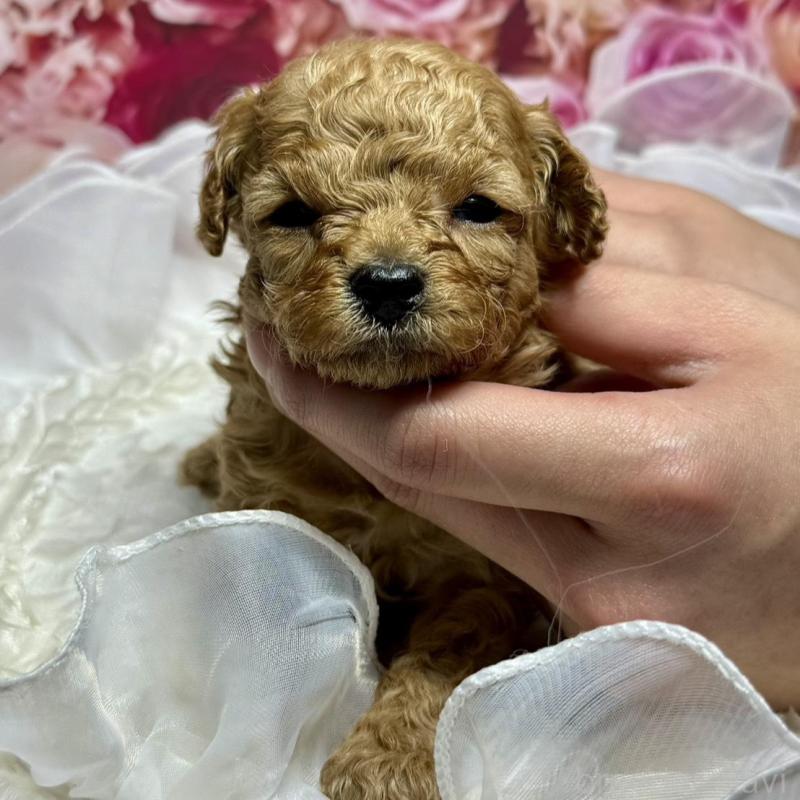 販売中の広島県のトイプードル-436648の6枚目