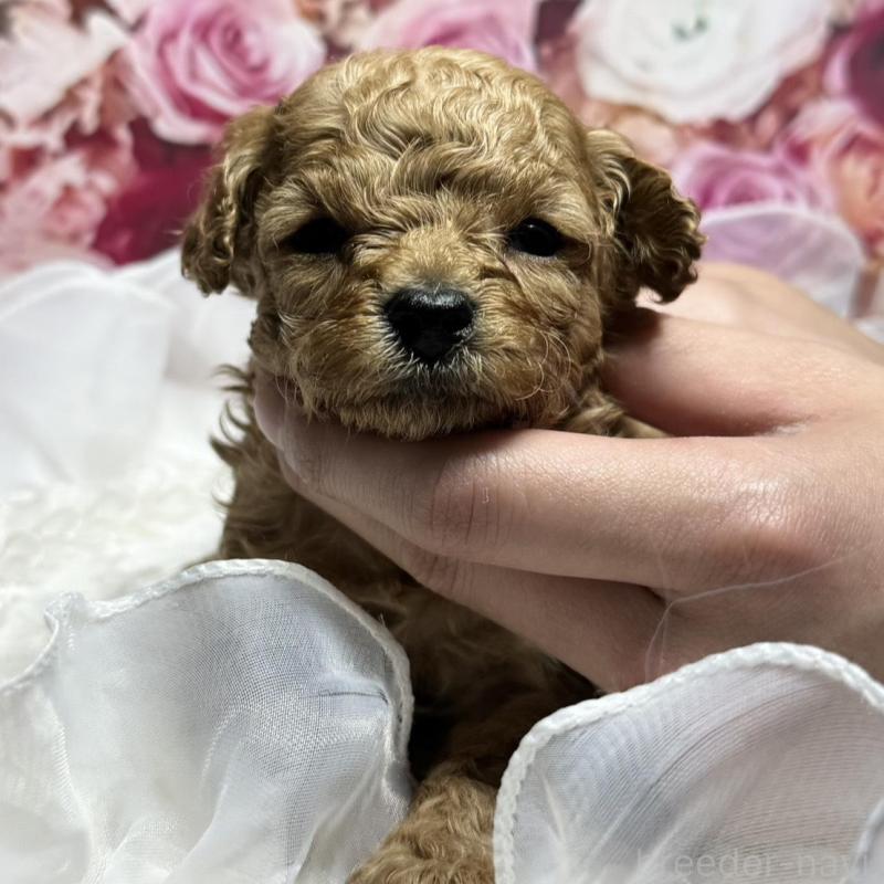 販売中の広島県のトイプードル-436648