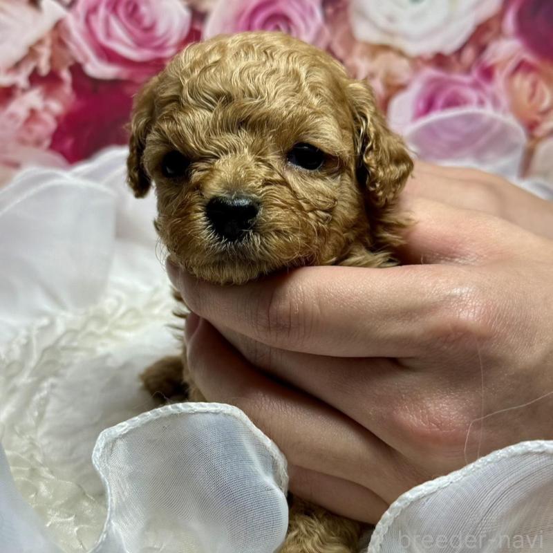 販売中の広島県のトイプードル-436648の3枚目