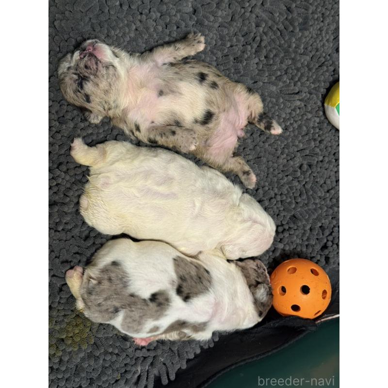 販売中の沖縄県のフレンチブルドッグ-436649の2枚目