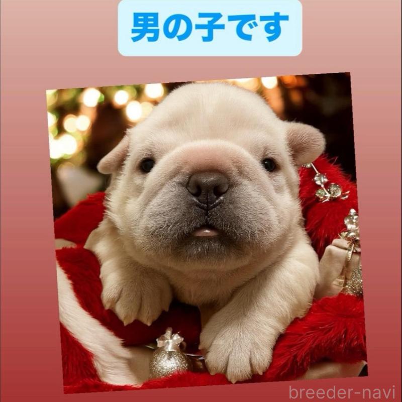 販売中の沖縄県のフレンチブルドッグ-436649の1枚目