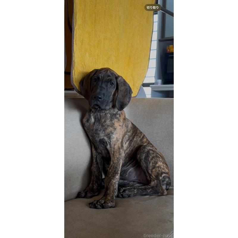 販売中の佐賀県のグレートデン-416722の4枚目