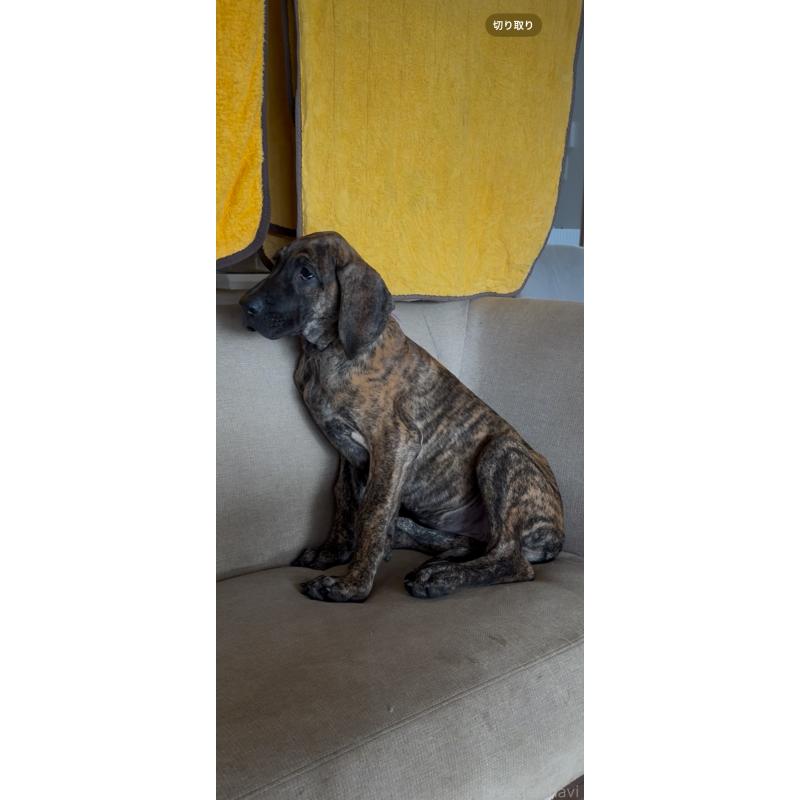 販売中の佐賀県のグレートデン-416722の3枚目