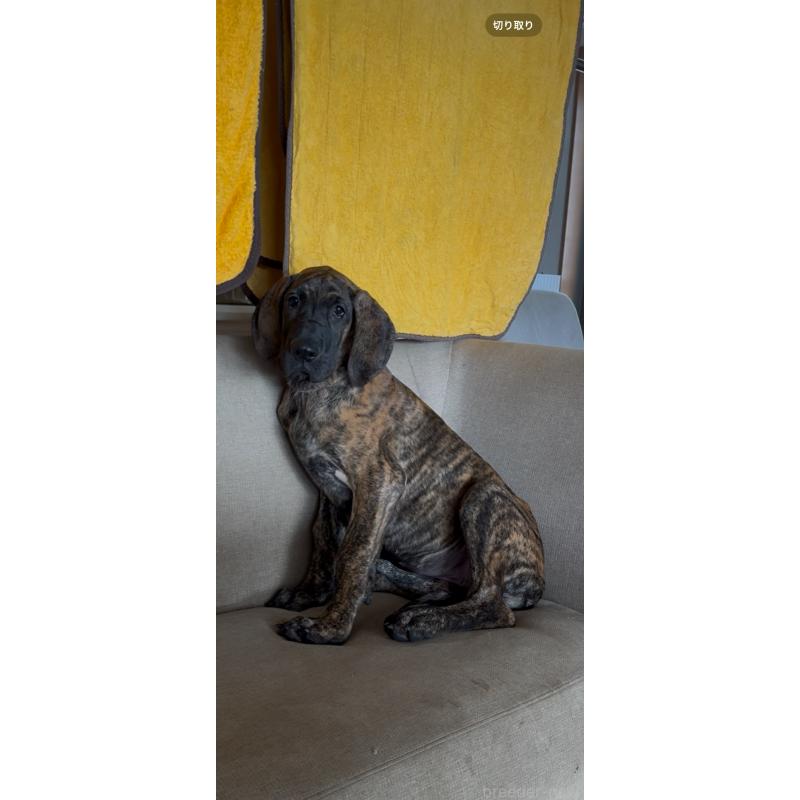 販売中の佐賀県のグレートデン-416722の2枚目