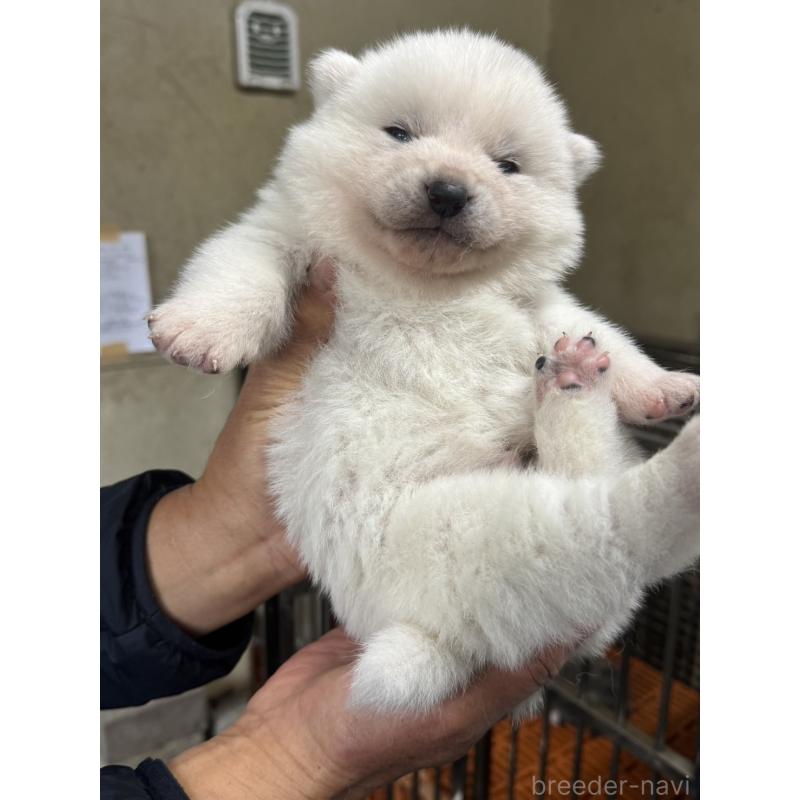 販売中の岐阜県の秋田犬-436652の4枚目