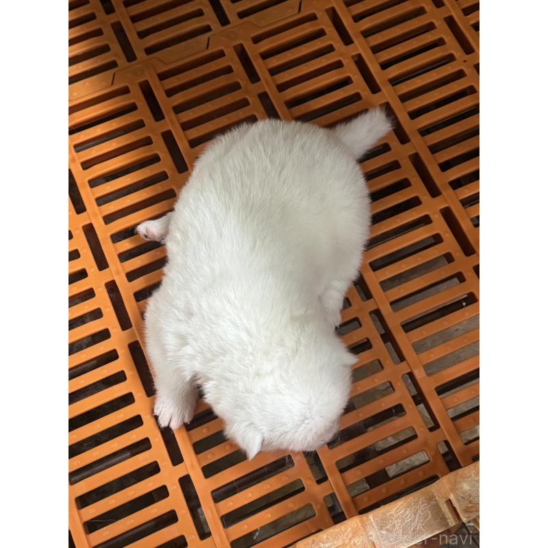 販売中の岐阜県の秋田犬-436652の2枚目