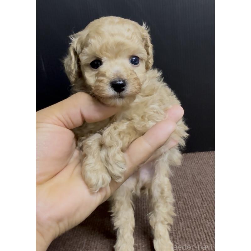 販売中の福岡県のティーカッププードル-436651の4枚目