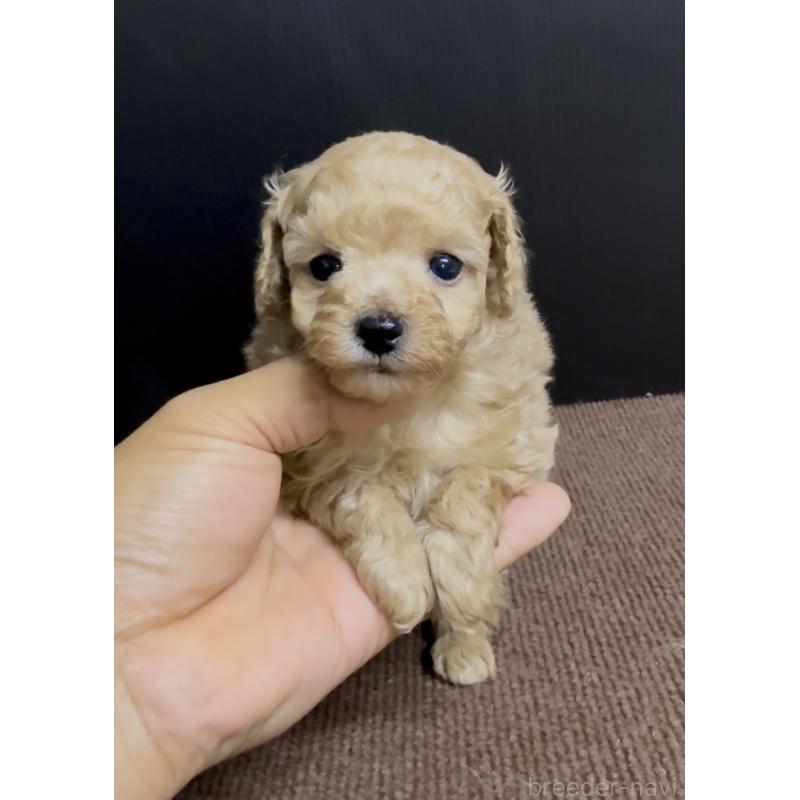 販売中の福岡県のティーカッププードル-436651の3枚目