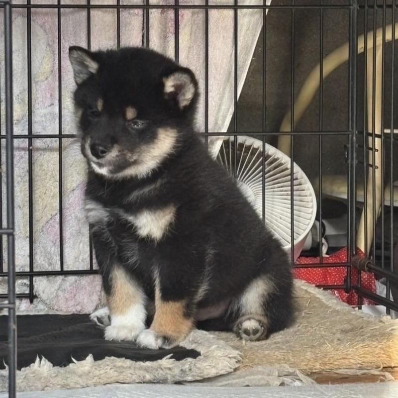 販売中の三重県の柴犬-426898