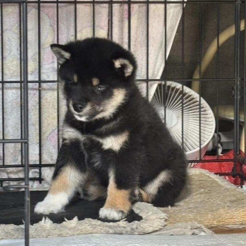 成約済の三重県の柴犬-426898の2枚目