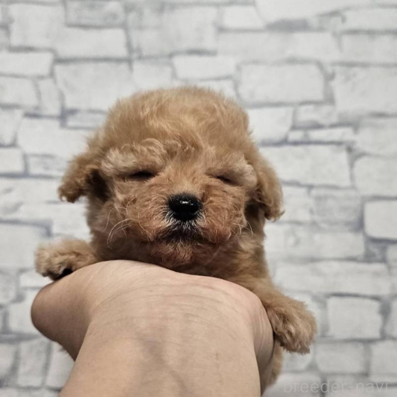 販売中の埼玉県のティーカッププードル-436653の2枚目