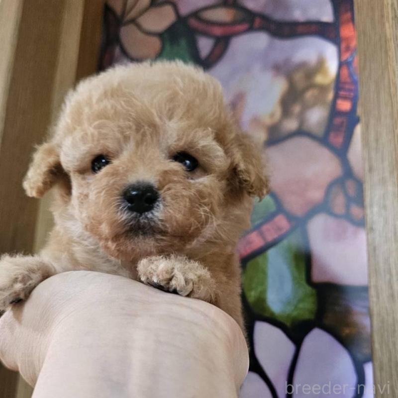 販売中の埼玉県のティーカッププードル-436653の1枚目