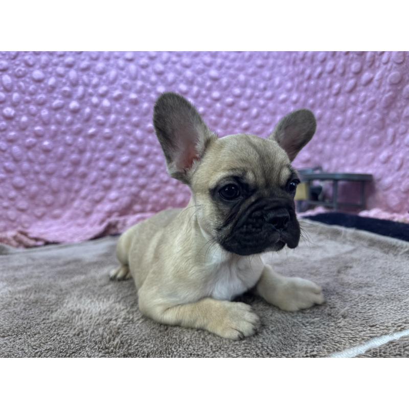 販売中の茨城県のフレンチブルドッグ-436655の13枚目